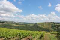 Vineyards and Vistas in Tuscany
