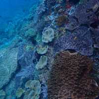 Snorkelingparadise of Raja Ampat