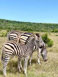 📍Addo Elephant Park, South Africa 🇿🇦 