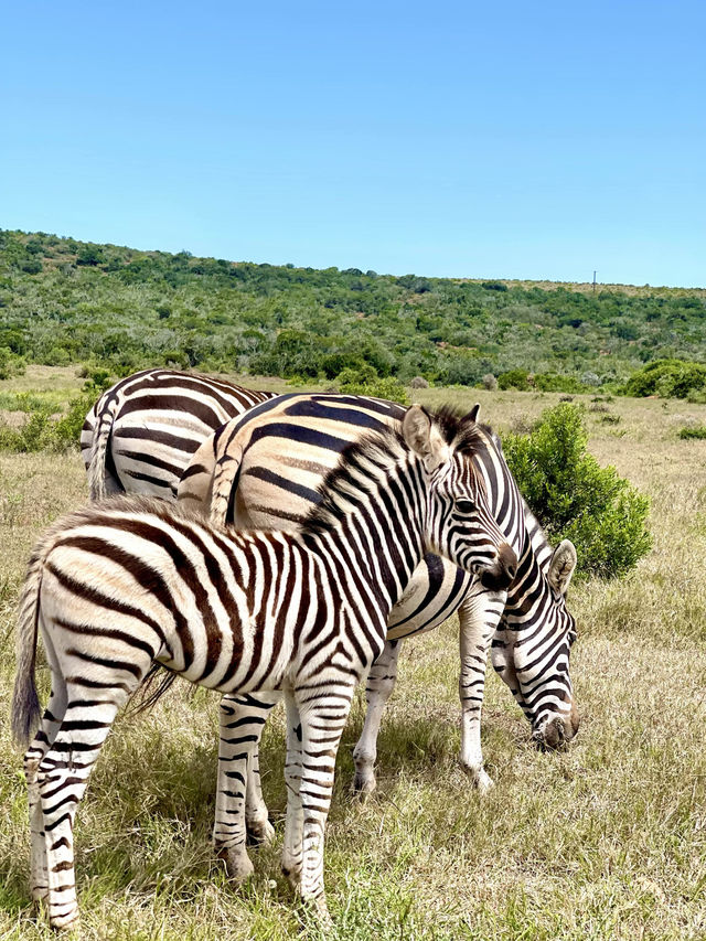 📍Addo Elephant Park, South Africa 🇿🇦 
