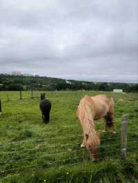 Árbær Open Air Museum