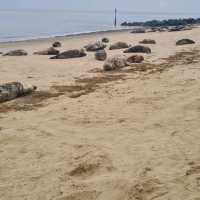 Horsey Beach Norfolk