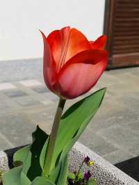 Flowers of Val Pellice (Turin)