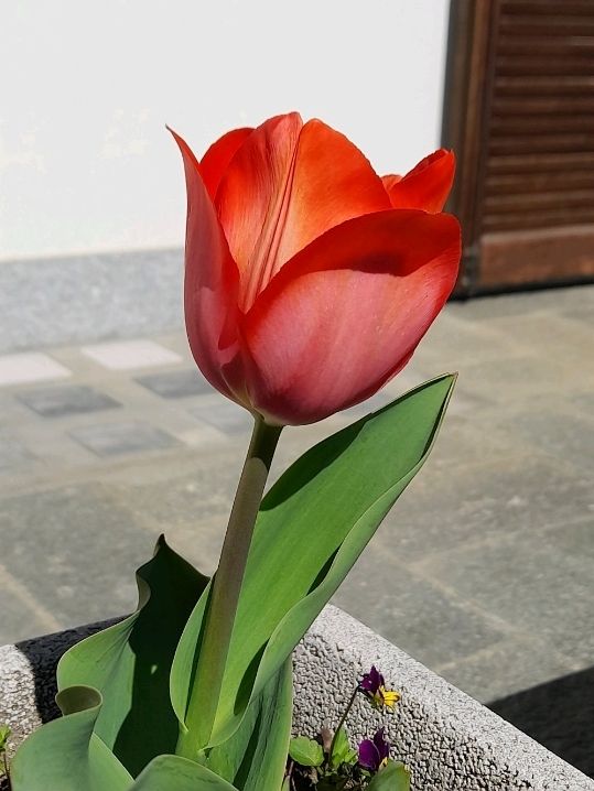 Flowers of Val Pellice (Turin)
