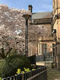 🌸 Spring Has Arrived in Sheffield City Centre – Here's How to Capture It 🌞📷