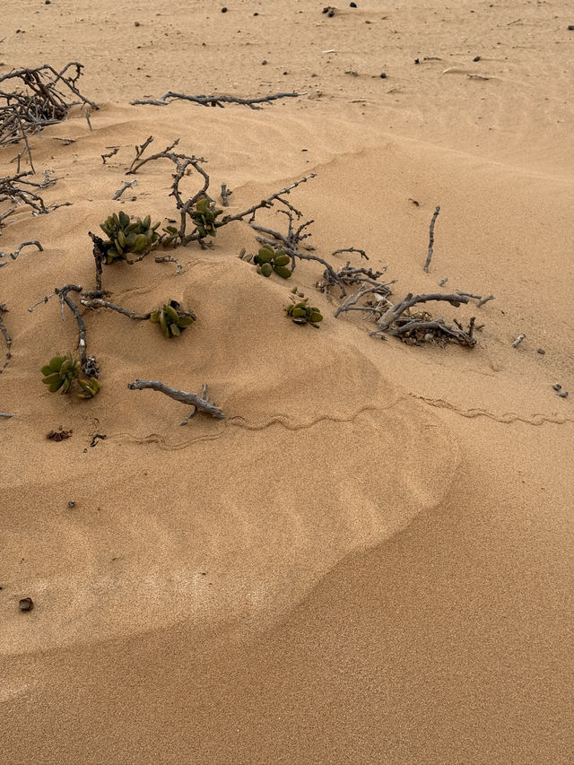 The Secret Life in the Desert — Living Desert Tour in Namibia 🏜️