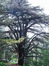 Al Shouf Cedar Reserve: Where Ancient Forests Whisper Legends