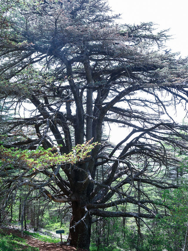 Al Shouf Cedar Reserve: Where Ancient Forests Whisper Legends