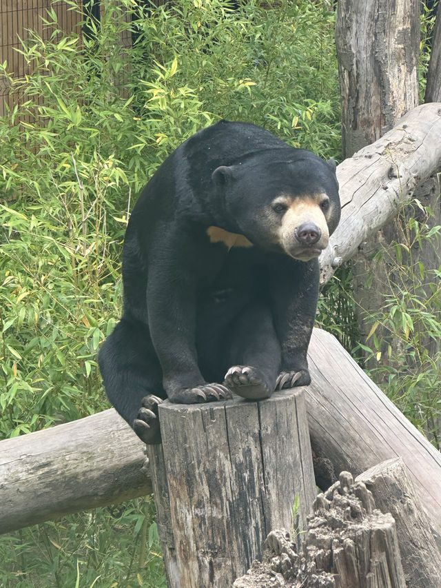 Hertfordshire Zoo… get up close and personal 