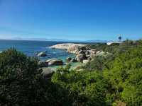 The African Penguins at Boulders Beach