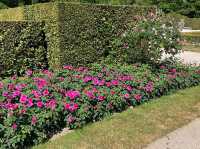 🌹✨ A Blooming Dream: Rose Garden of Baden-Baden, Germany 🇩🇪🌿