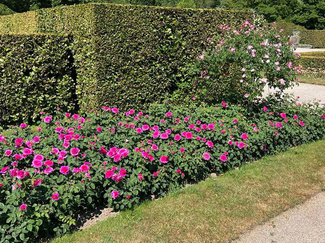 🌹✨ A Blooming Dream: Rose Garden of Baden-Baden, Germany 🇩🇪🌿   🌹✨ A Blooming Dream: Rose Garden of Baden-Baden, Germany 🇩🇪🌿