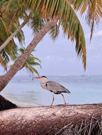 Nika Island Resort: live on the ocean or in the garden what will you choose?