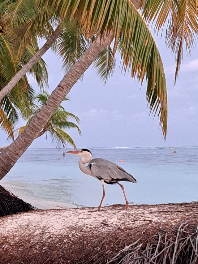 Nika Island Resort: live on the ocean or in the garden what will you choose?