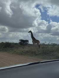 Wildlife in Nairobi🦒