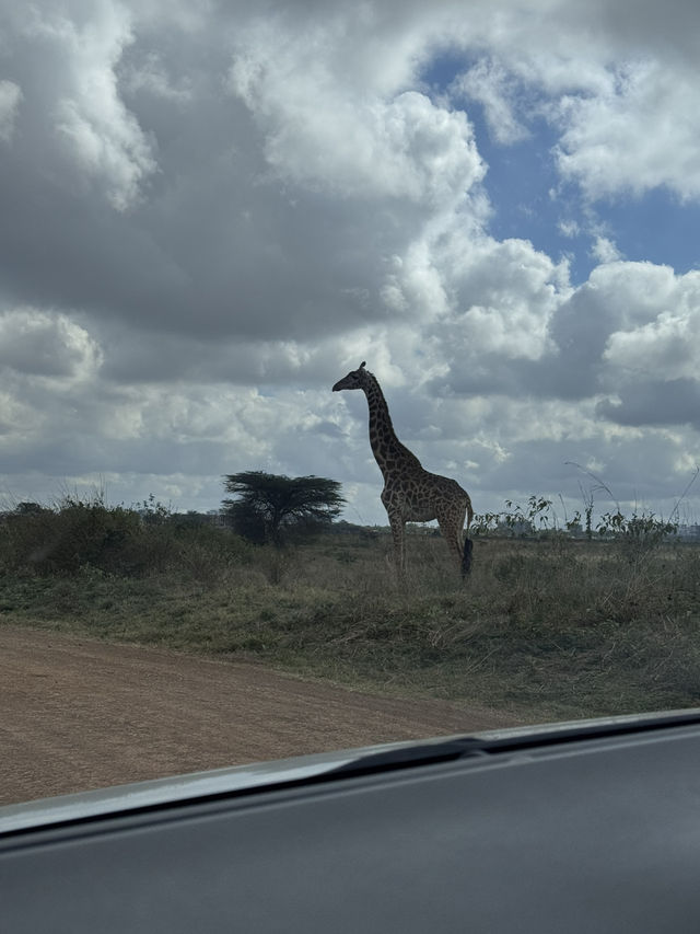 Wildlife in Nairobi🦒