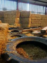 The Barn at Newmill, Dolphinton – A Fun, Farm-Filled Family Day Out