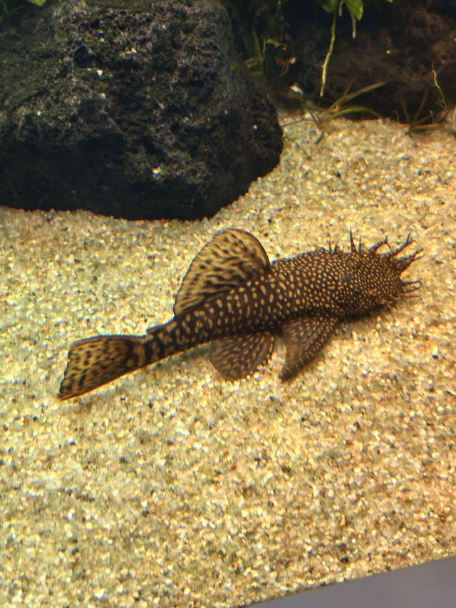🌊 里斯本海洋博物館遊記