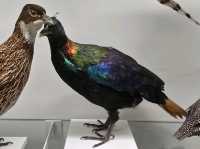 Tadas Ivanauskas Zoological Museum