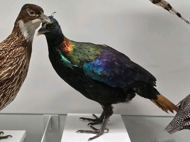 Tadas Ivanauskas Zoological Museum