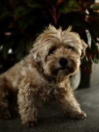 🇻🇳🌾 MISS HOI AN CAFE — секретный спот на рисовых полях