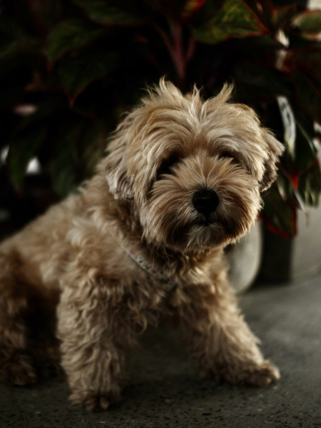 🇻🇳🌾 MISS HOI AN CAFE — секретный спот на рисовых полях 🇻🇳🌾 MISS HOI AN CAFE — секретный спот на рисовых полях