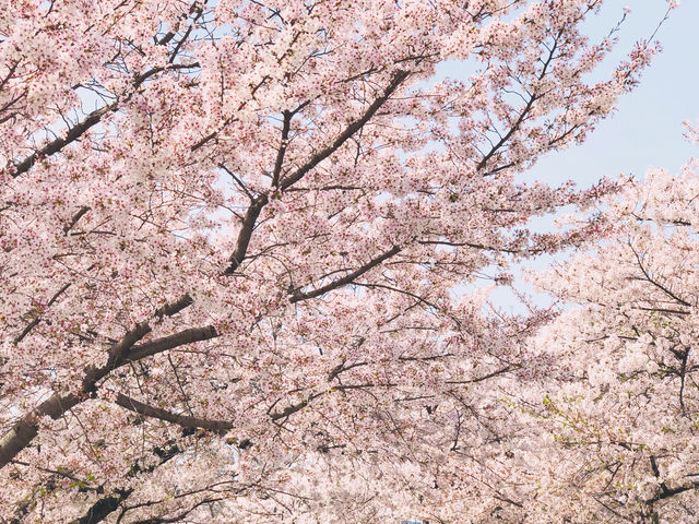 If there were no beautiful cherry blossoms in the world, where could spring hearts find leisure?