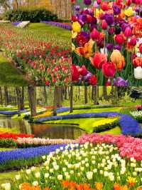 Holland | Where else to go if not Keukenhof to see tulips?