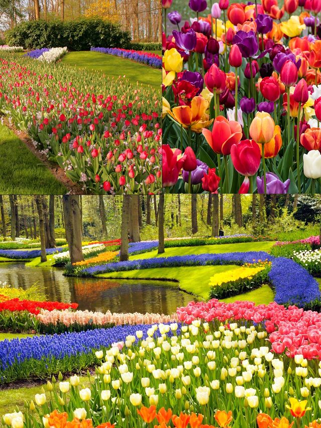 Holland | Where else to go if not Keukenhof to see tulips?