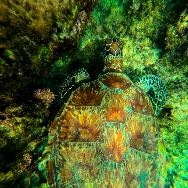 Moalboal 🇵🇭 Snorkeling with Turtles