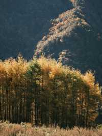 Golden Paradise in Sichuan