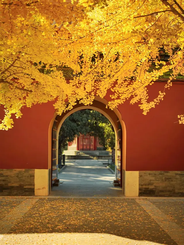 不輸故宮的紅牆銀杏，京城醉美時刻