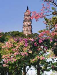 在嶺南園林邂逅美麗異木棉，順峰山公園的粉色浪漫