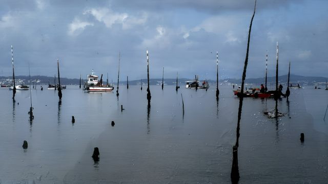 加利西亞最美的海鮮之一卡里爾蛤ALMEJA DE CARRI