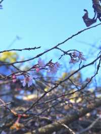 【平野神社·十月櫻·2024】