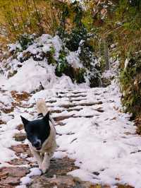 柴門聞犬吠，風雪夜歸人-衢州雪景民宿雨印茶坪