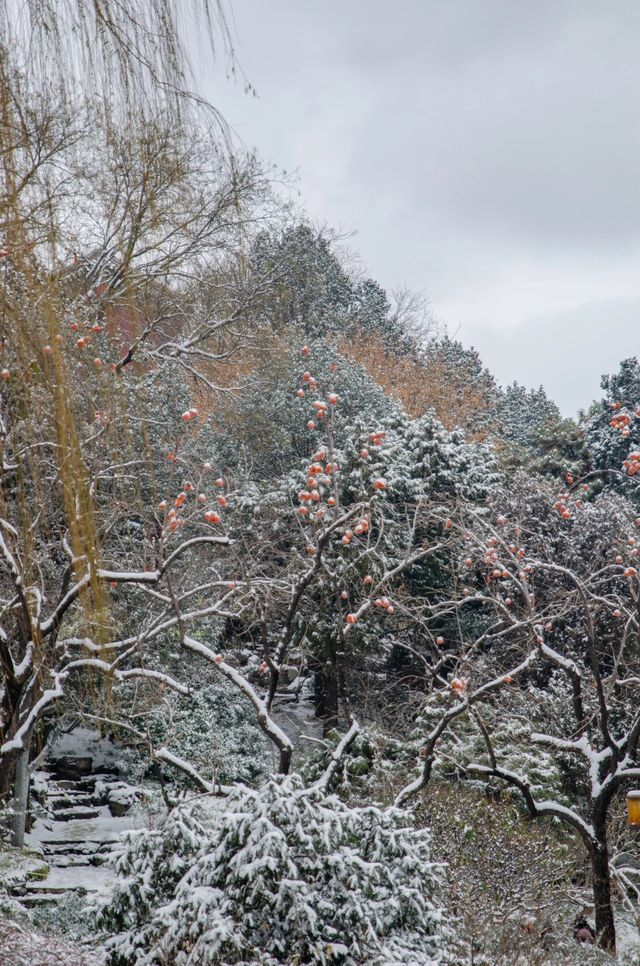 北海公園雪中遊