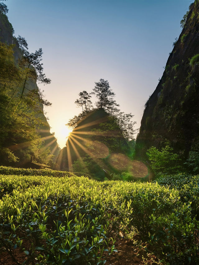 閩C武夷山市｜茶鄉療癒，回歸自然的寧靜