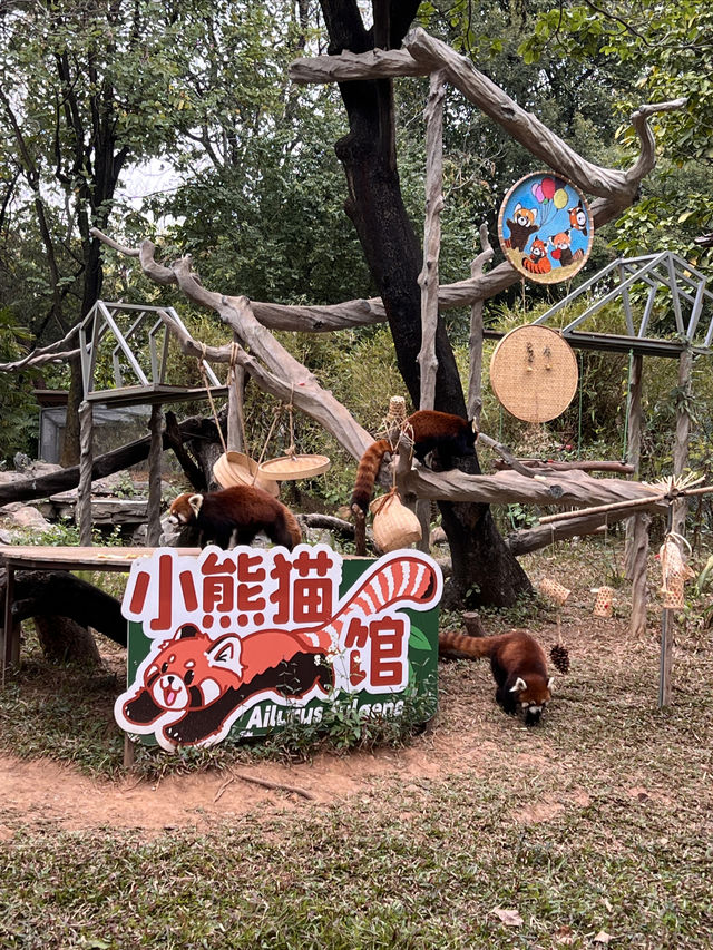 廣州動物園遊玩攻略20元帶你看熊貓