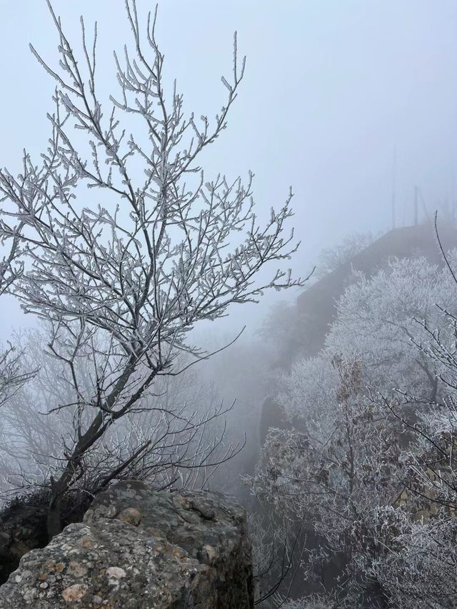 南京紫金山的霧凇絕美，幾乎沒人，獨享美景！