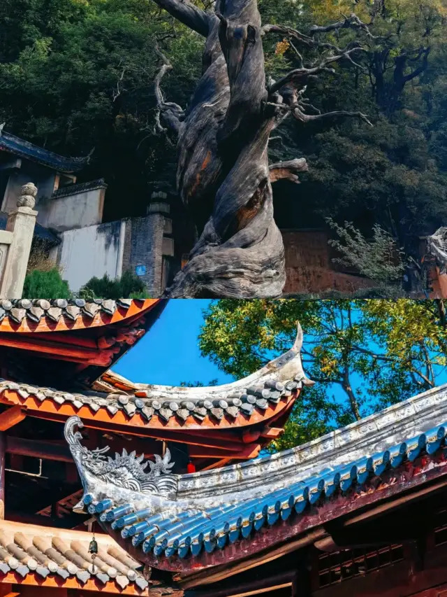 Know a mountain every day| Scenic spot in southern Sichuan - Lushan