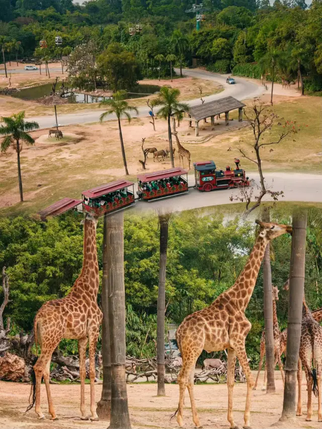 It's not the East African savannah, here's a full guide to driving into Guangzhou Chimelong