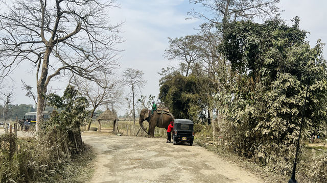 尼泊爾跟團遊Day four | 獨木舟+小象寶寶