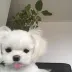 Serenitfancy