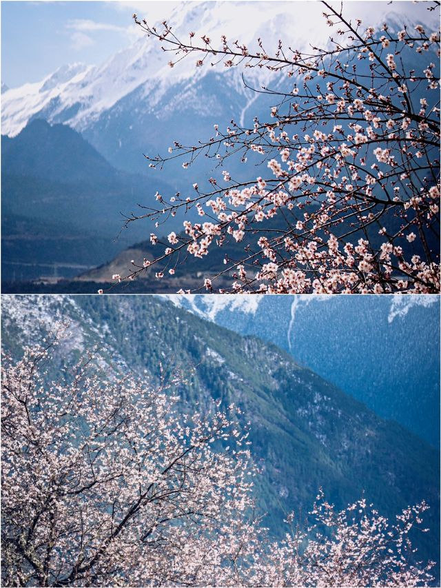 林芝桃花節