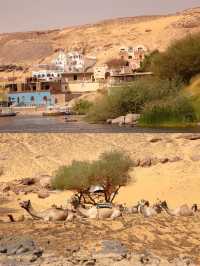 埃及 | 穿越《尼羅河上的慘案》在阿斯旺躺平一日遊