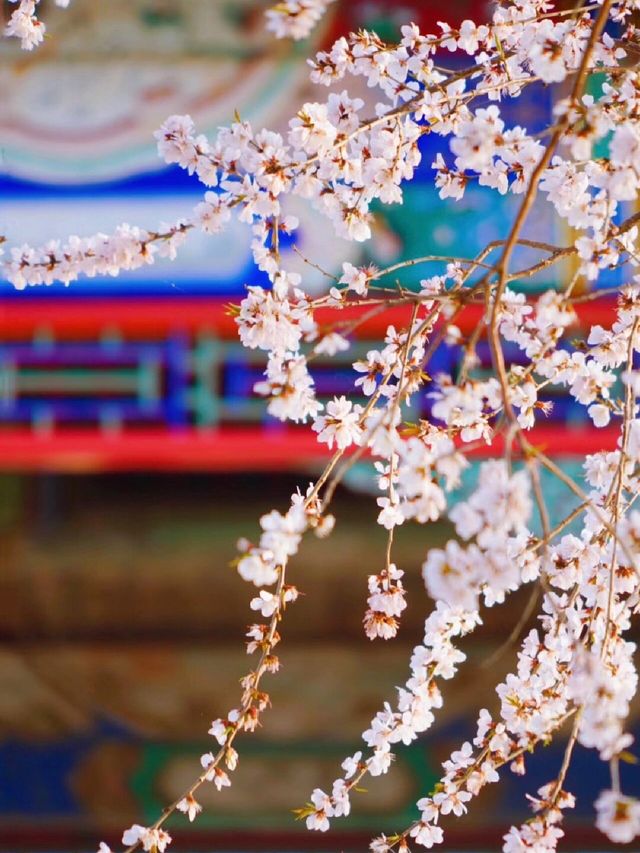 人生建議：北京三月，一定要去一次頤和園