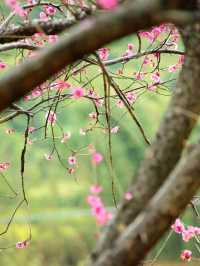 踏春賞花攻略