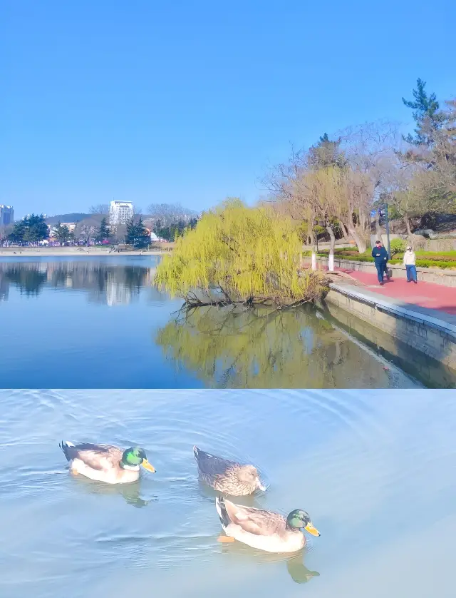 3月24日、春の中で三度目の梅園訪問、梅の花が一輪咲いた