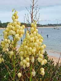 Shoal Bay 海灘